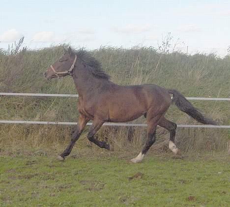 Anden særlig race Charming´s Filur billede 6
