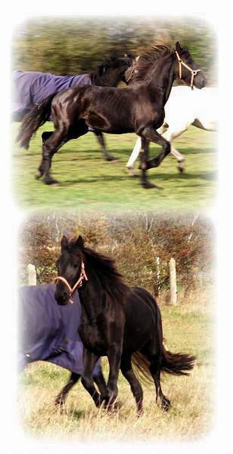 Frieser Sosanna *SOLGT* billede 20