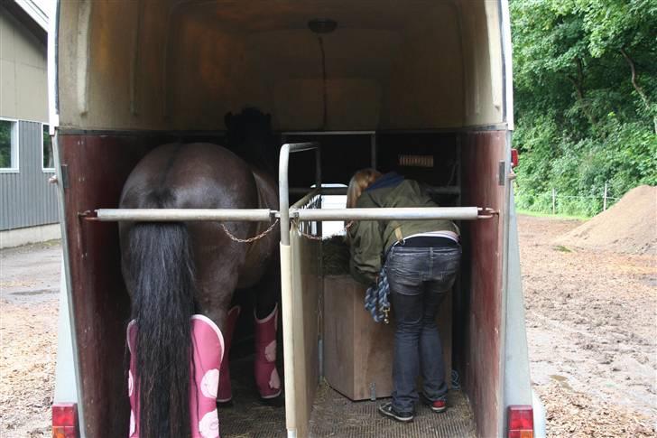 Islænder Fjölvi fra Baunsgaard - 11. jeg har hørt folk sige at dyr ligner deres ejer? bwah.  billede 11