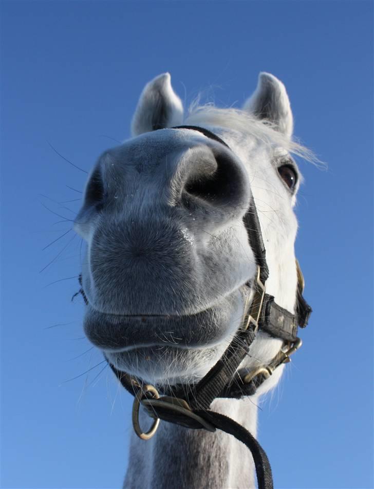 Arabisk fuldblod (OX) El Dominus billede 11