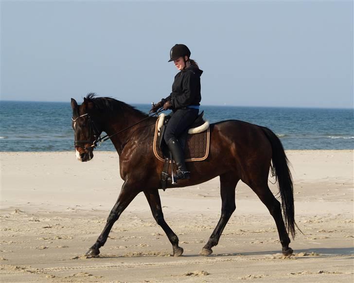 Dansk Varmblod Marlywunder - Strandtur d 24.4.2009 <3 billede 14