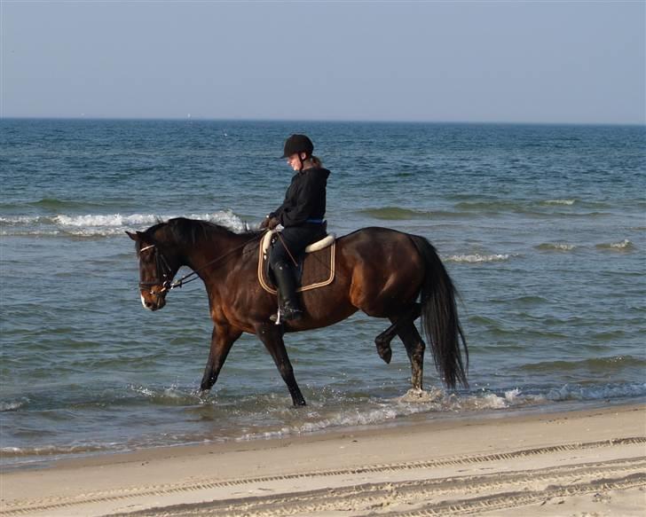 Dansk Varmblod Marlywunder - Første gang i vandet, d 24,4,2009, <3 billede 15