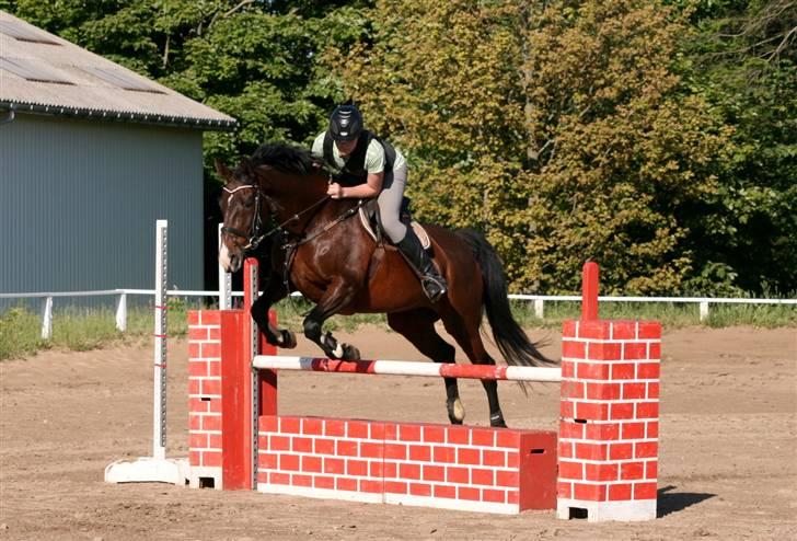 Dansk Varmblod Marlywunder - uhh year marly hopper mur med Mathias wee Foto: Michael billede 16