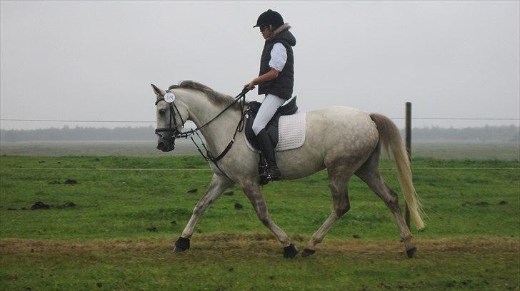 Pinto Araber Lauge's Candyfloss billede 7