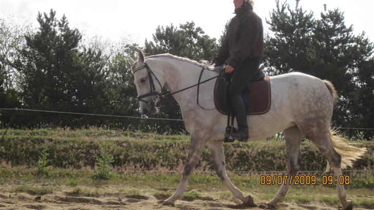 Pinto Araber Lauge's Candyfloss - Candy, Juli 2009. Billedet er taget af Nikolaj Holm Hansen. billede 8