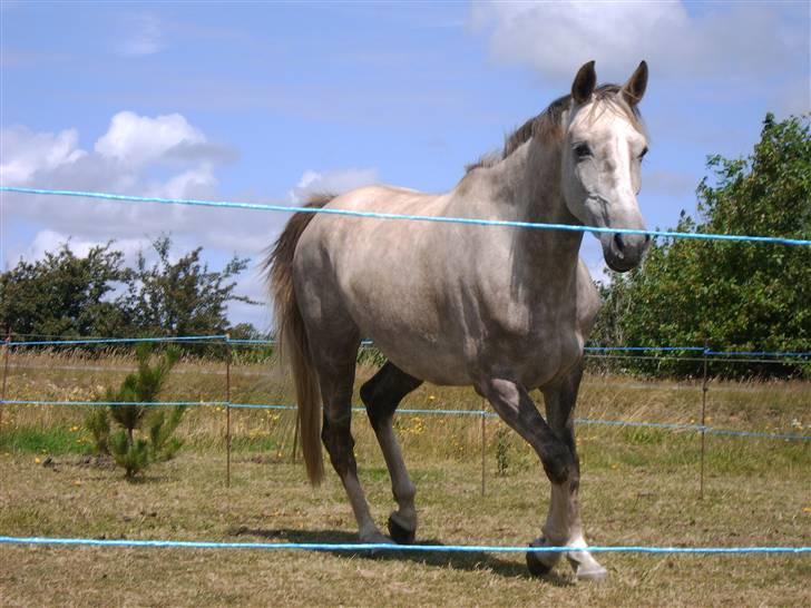 Pinto Araber Lauge's Candyfloss - Candy, Juni 2007. Billedet er taget af Julie Fog Møller. billede 9