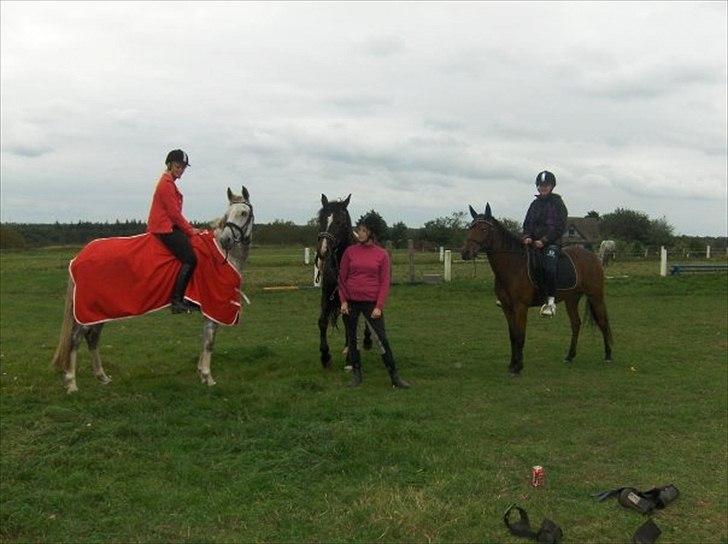 Pinto Araber Lauge's Candyfloss billede 11