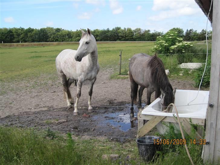 Pinto Araber Lauge's Candyfloss - Candy og Abby, Juni 2009. Billedet er taget af Simone Vogt. billede 12