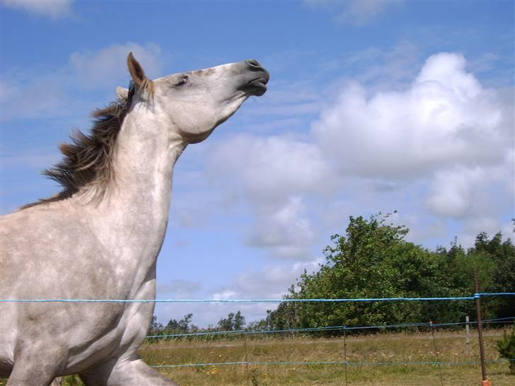 Pinto Araber Lauge's Candyfloss - Candy, Juni 2007. Billedet er taget af Julie Fog Møller. billede 13