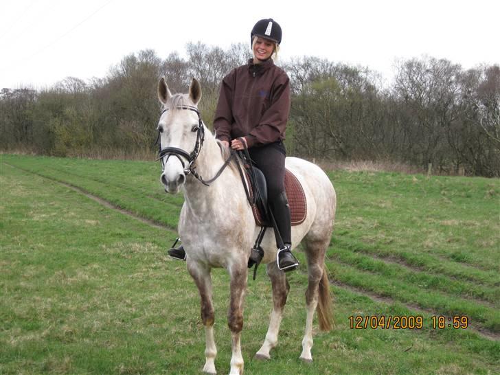 Pinto Araber Lauge's Candyfloss - Candy, Maj 2009. Billedet er taget af Sven Erik Vogt. billede 14