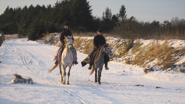 Pinto Araber Lauge's Candyfloss - Abby og Candy,December 2010, Foto: Sven Erik Vogt billede 15