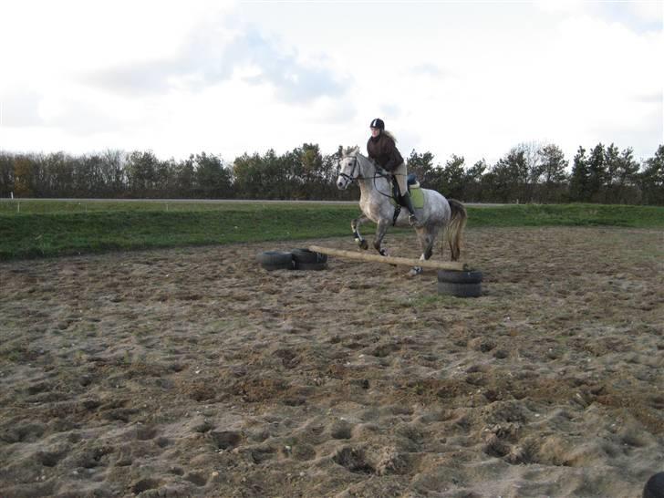 Pinto Araber Lauge's Candyfloss - Candy, September 2007. Billedet er taget af Sven Erik Vogt. billede 16