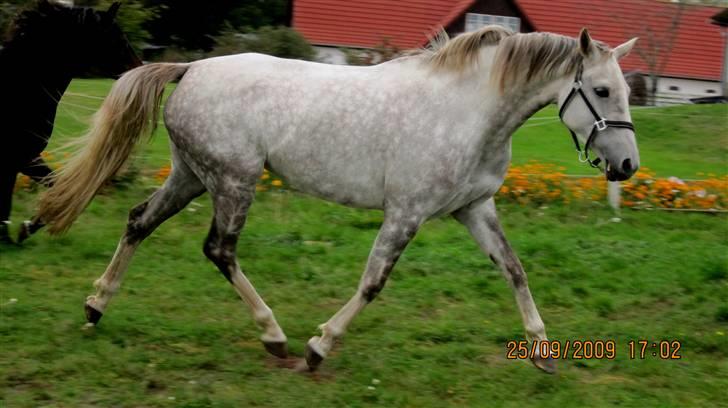 Pinto Araber Lauge's Candyfloss - Candy, September 2009. Billedet er taget af Simone Vogt billede 17