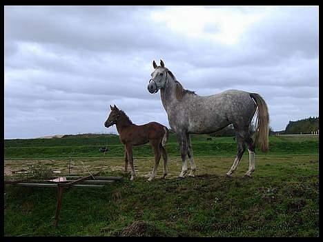 Pinto Araber Lauge's Candyfloss - Candy med hendes første føl, Oktober 2006. Billedet er taget af Simone Vogt billede 18