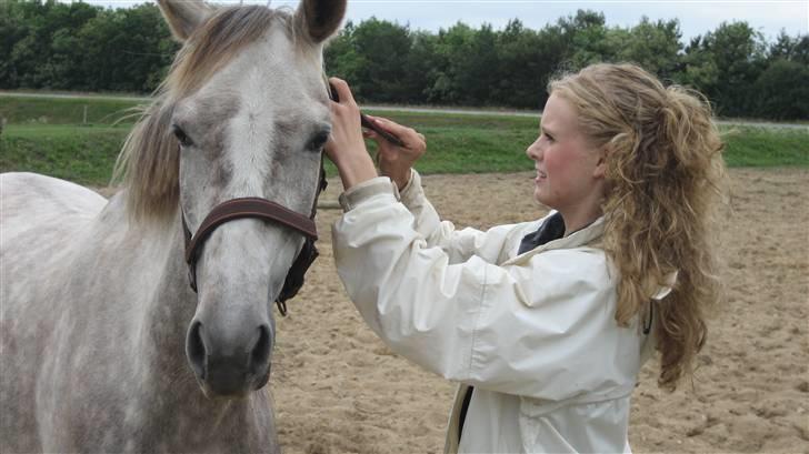 Pinto Araber Lauge's Candyfloss - Candy, Maj 2007. Billedet er taget af Sven Erik Vogt. billede 19
