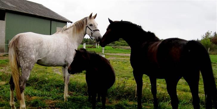 Pinto Araber Lauge's Candyfloss - Candy,Sputnik og Max, September 2009. Billedet er taget af Simone Vogt. billede 20