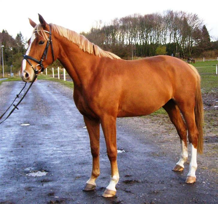 Dansk Varmblod Kasandra Ditlev - D. 19.11.2008 3 1/2 år billede 1