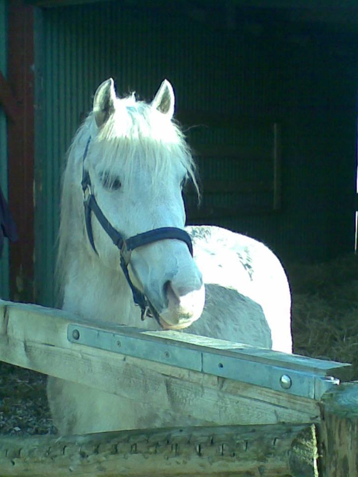 Anden særlig race Thyregods Prins R.I.P. - Thyregods Prins - Meget beskidt ;p billede 1