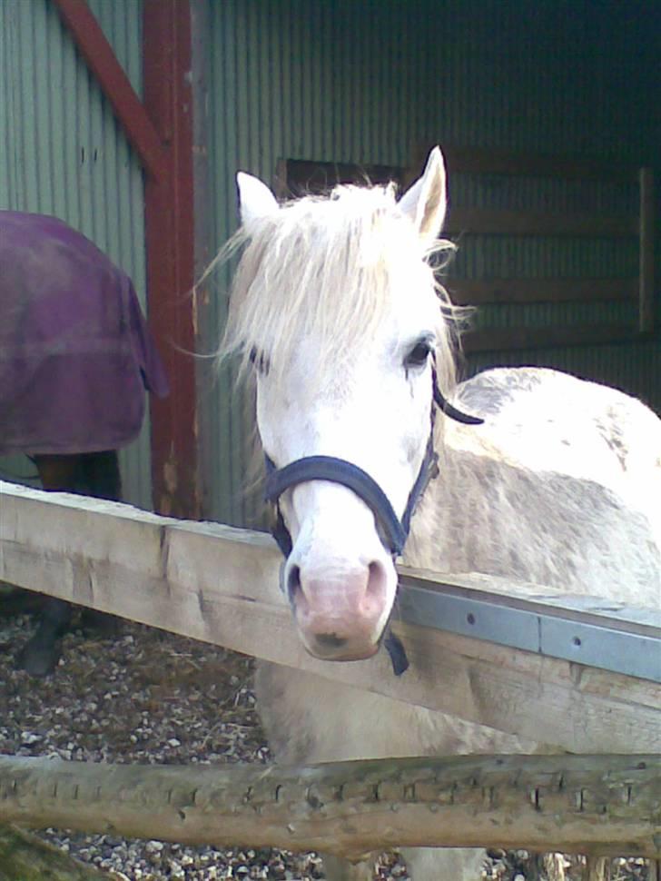 Anden særlig race Thyregods Prins R.I.P. - Ikke flere billeder Nellie. billede 2