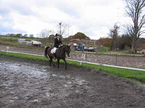 Anden særlig race Santos ¤Rideskole hest¤ - Stævne Nov 2006 to første pladser.. Jeg ser lidt grim ud XP billede 12