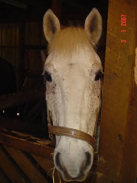 Anden særlig race IL TEMPO GIGANTE solgt billede 16