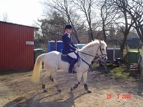 Anden særlig race IL TEMPO GIGANTE solgt billede 17