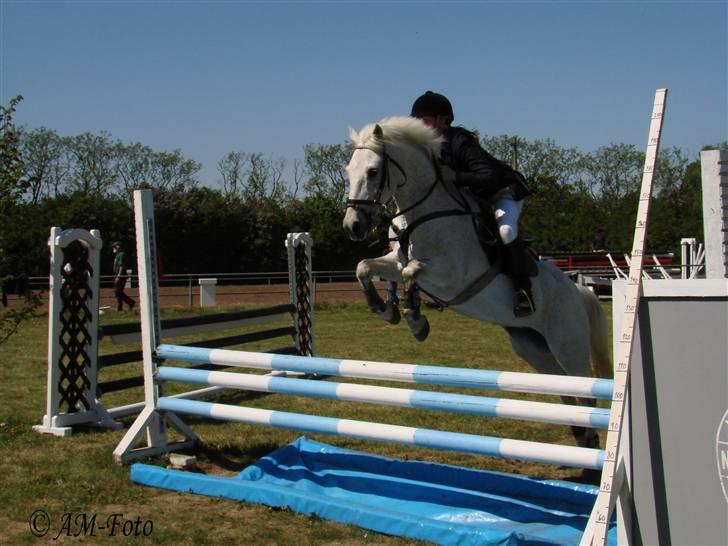 Anden særlig race IL TEMPO GIGANTE solgt billede 18