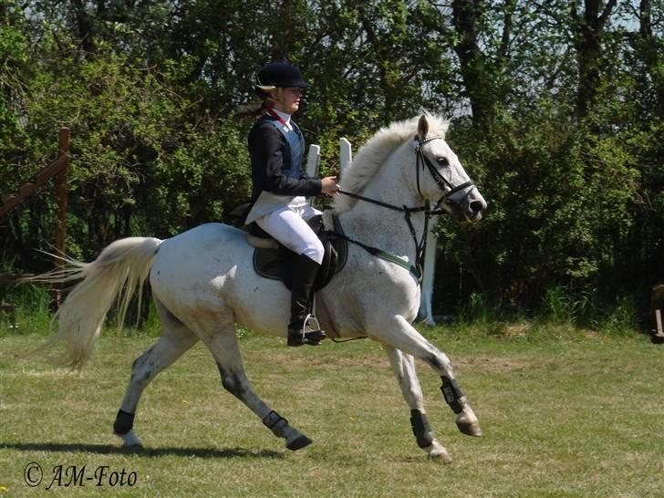Anden særlig race IL TEMPO GIGANTE solgt billede 19