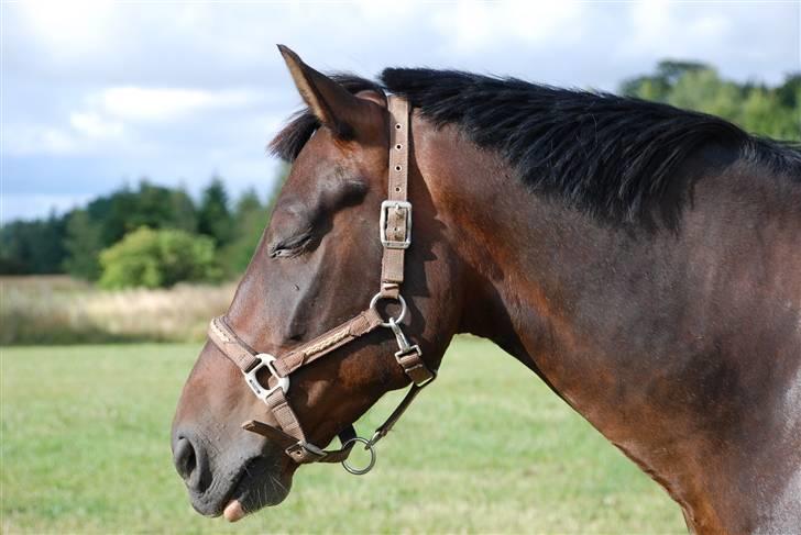 Anden særlig race Mosely's Monte Carlo - Velkommen.. billede 1