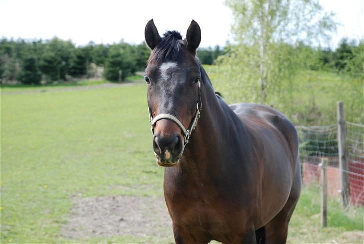Anden særlig race Mosely's Monte Carlo billede 2
