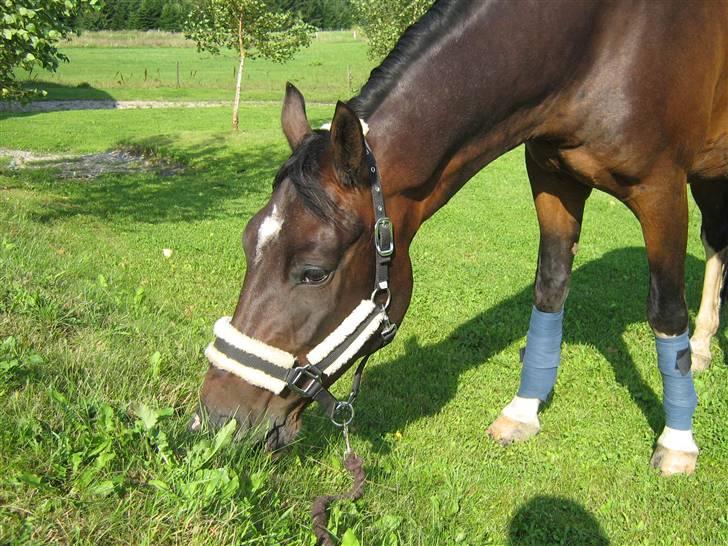 Anden særlig race Mosely's Monte Carlo billede 3