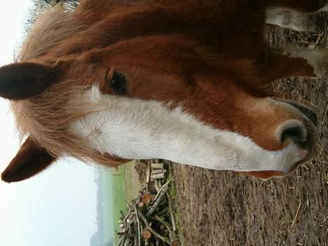 Tinker Milton billede 5