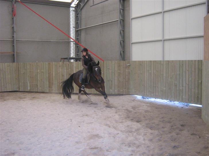 Anden særlig race Mosely's Monte Carlo - I ridehuset.. billede 4