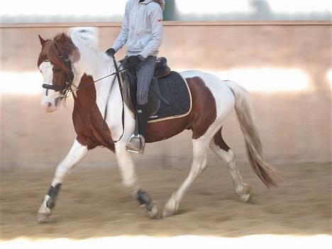 Welsh Partbred (Sec F) Kilmay Prince Pantani  - Undervisning af Pernille :b billede 4