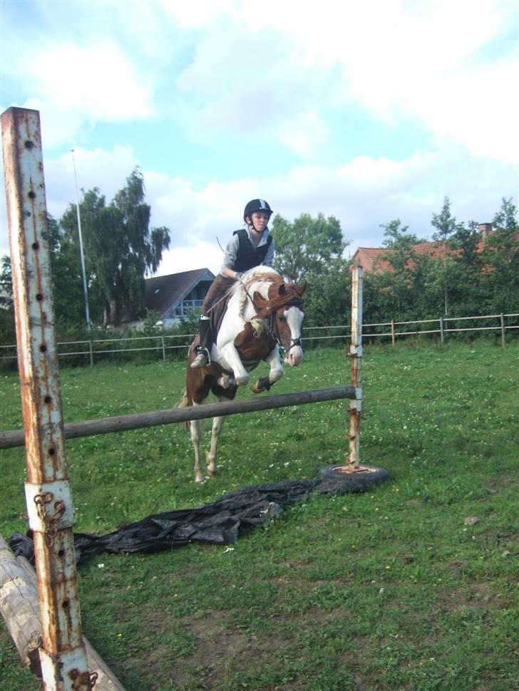 Welsh Partbred (Sec F) Kilmay Prince Pantani  - Syntes det er et sejt billede - til springundervisning hjemme :P billede 6