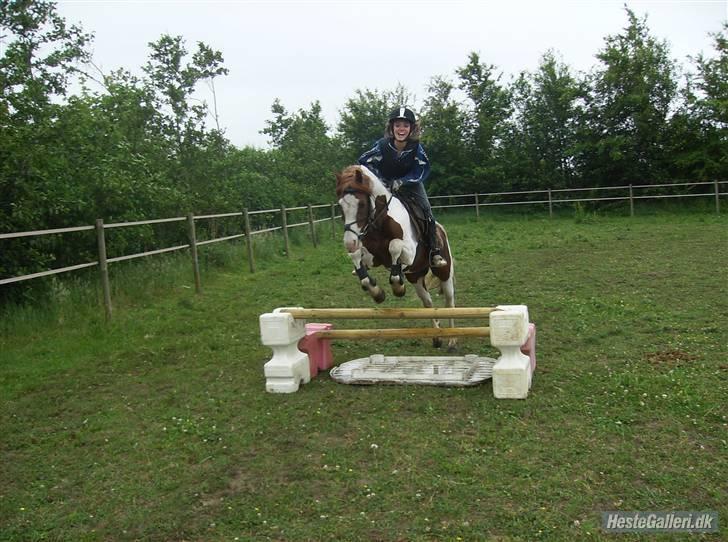 Welsh Partbred (Sec F) Kilmay Prince Pantani  - Springer vandgrav :b billede 7