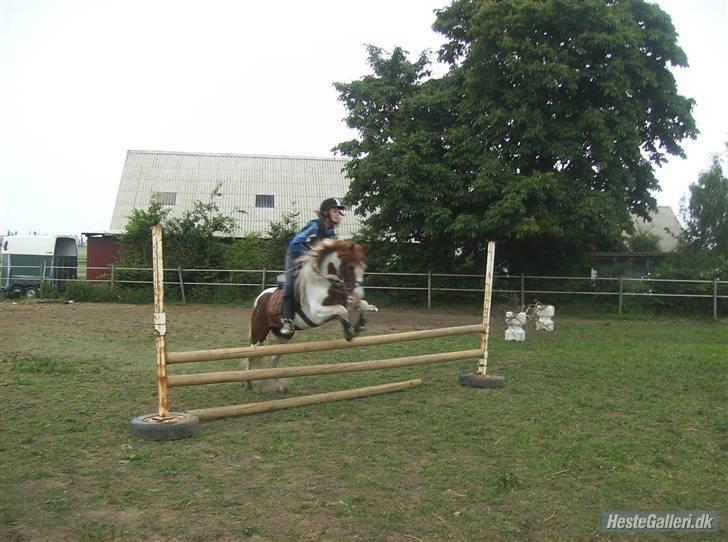 Welsh Partbred (Sec F) Kilmay Prince Pantani  - Spring der hjemme :D billede 8