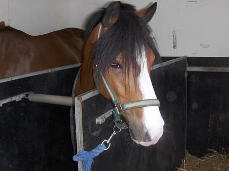 DSP Bæklunds Laredo (SOLGT) - Iqen .  billede 15