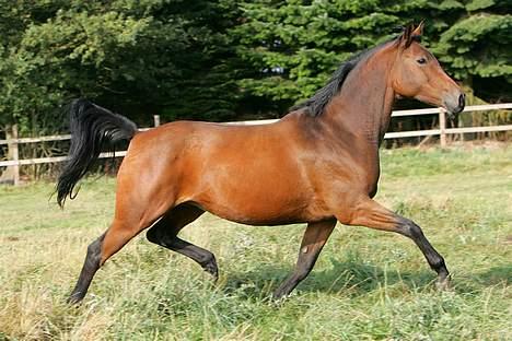 Trakehner Kastanje - Kastanje på sommergræs. billede 1