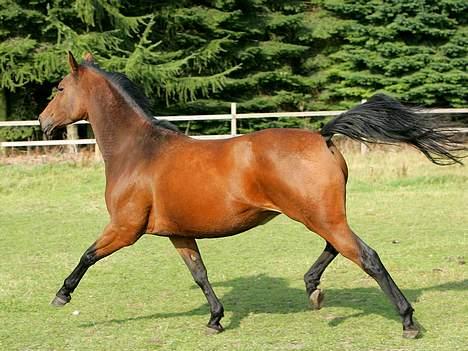 Trakehner Kastanje - Sommergræs billede 2