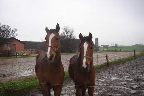 Dansk Varmblod Jeaton (aflivet) - mor og søn billede 5