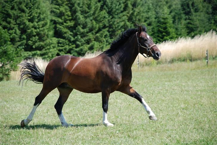 Anden særlig race Mosely's Monte Carlo billede 5