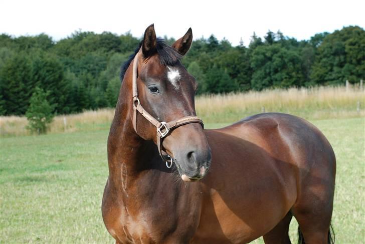 Anden særlig race Mosely's Monte Carlo billede 6