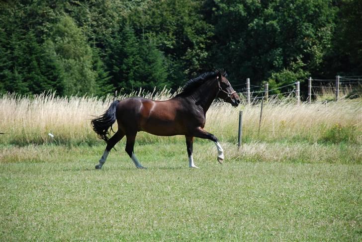 Anden særlig race Mosely's Monte Carlo billede 7