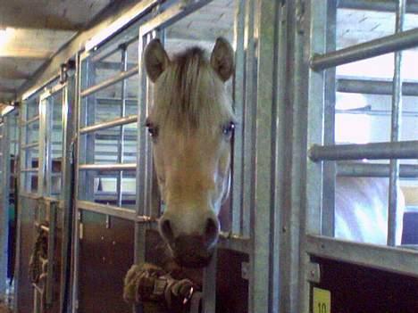 Fjordhest Trine - NYT. Trine på egegaard billede 9