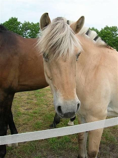 Fjordhest Trine - NYT. Trine på egegaard billede 10
