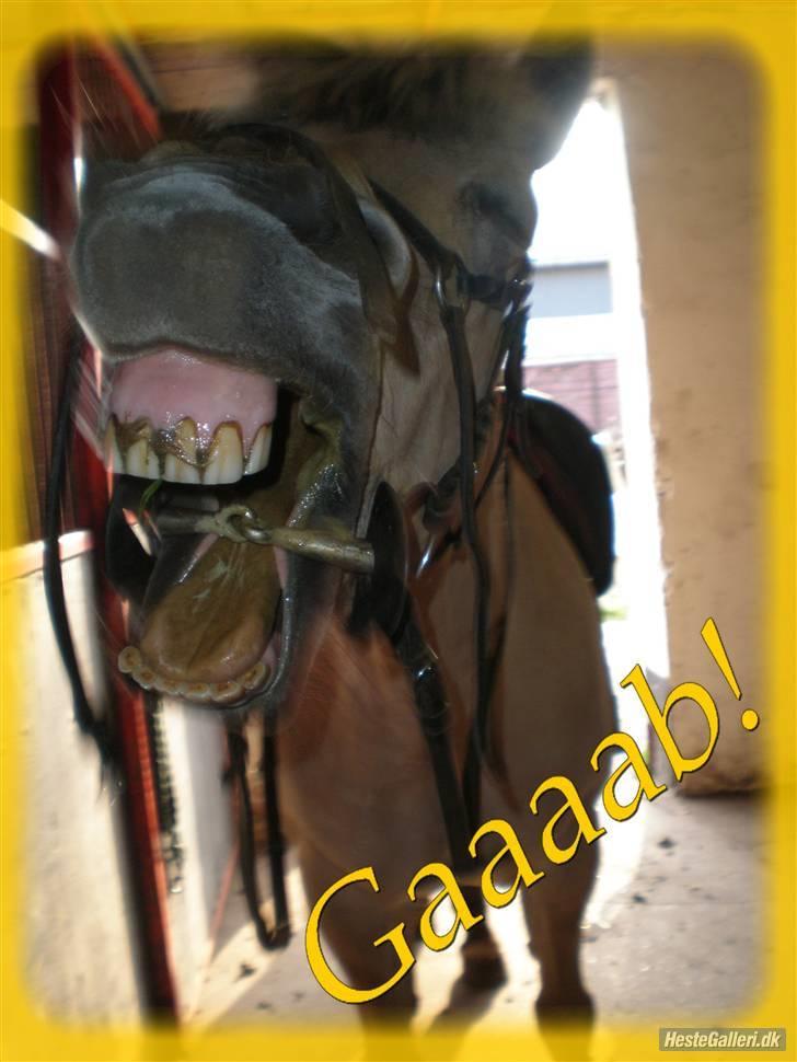 Fjordhest Trine - hehe... sååå træt... billede 15