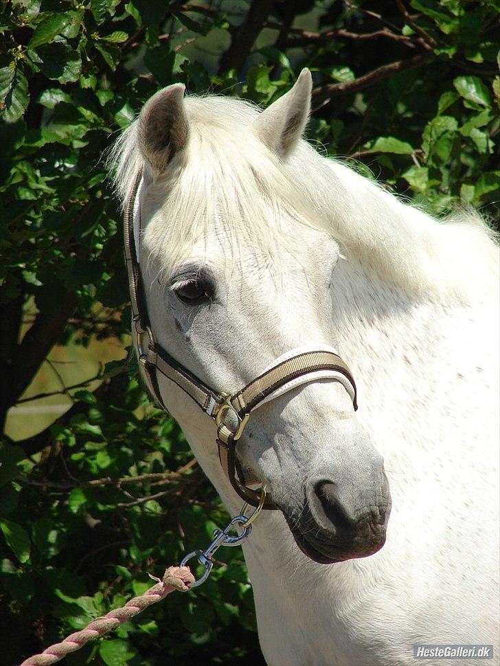 Anden særlig race Thestrupgaardens Kashmir Rex - kashmir som model:) 21 år:D foto: rie rasmussen:) billede 6