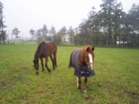 Anden særlig race Tarzan - tarzan og limbo billede 3