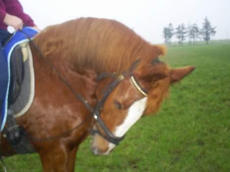 Anden særlig race Tarzan - tarzan billede 5